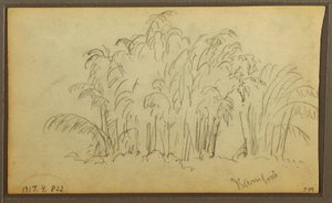 Disegno, Mucche in un paesaggio; verso: Bambù, 1857