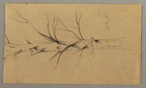 Disegno, Albero morto, ottobre 1865 da Frederic Edwin Church