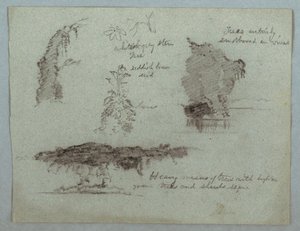 Disegno, dettagli di fiori, piante e alberi lungo una sponda del fiume, Rio Magdalena, Colombia, 1853, probabilmente maggio