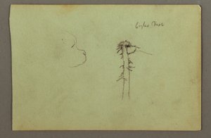 Disegno, Testa di cane, nido d