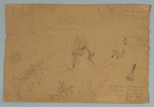 Disegno, Disegno.  Schizzi botanici e di nuvole vicino a Quito, Ecuador, 24 giugno 1857 da Frederic Edwin Church