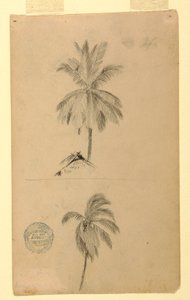 Disegno, Disegni.  Due schizzi.  Palme, 1857 da Frederic Edwin Church