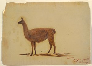 Disegno, Ecuador, San Juan (Chimborazo), lama, settembre 1853 da Frederic Edwin Church