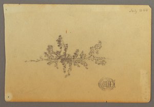 Disegno, Albero sempreverde, 1844
