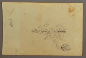 Disegno, Albero sempreverde, 1844 da Frederic Edwin Church