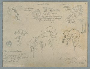 Disegno, Cinque studi botanici con una scimmia appesa, probabilmente Colombia, 1853