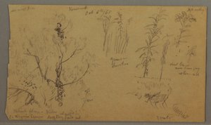 Disegno, Studi di Flora, 6 ottobre 1865 da Frederic Edwin Church