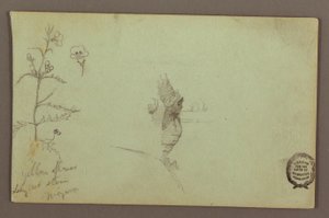 Disegno, pianta fiorita e una roccia tra le cascate americane e canadesi del Niagara, forse 1858 da Frederic Edwin Church