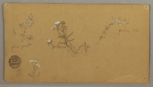 Disegno, Piante in fiore, 1856 ca. da Frederic Edwin Church
