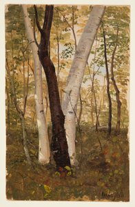 Disegno, Nel bosco, Hudson, New York, ottobre 1865 da Frederic Edwin Church