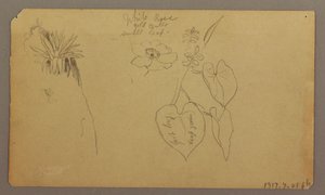 Disegno, Paesaggio; verso: Schizzi botanici, 1865 da Frederic Edwin Church