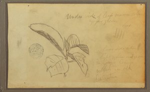 Disegno, Foglie, 1857