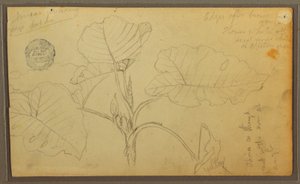 Disegno, Foglie, 1857