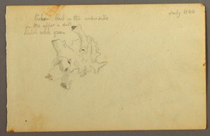 Disegno, Lichene, 1844