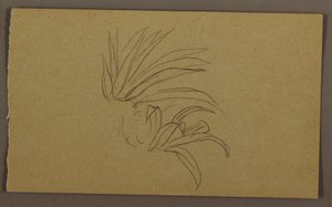 Disegno, pianta di giglio, 1865 da Frederic Edwin Church