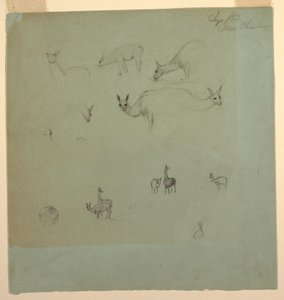 Disegno, lama vicino al "Chimborazo", Ecuador, settembre 1853