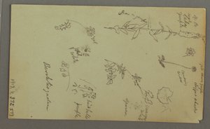Disegno, Studio di montagna, forse 1868 da Frederic Edwin Church