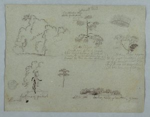 Disegno, Studi naturalistici tra cui un albero candelabro con un bradipo, Rio Magdalena, Colombia, maggio 1853
