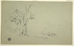 Disegno, Albero di ulivo, Monte degli Ulivi, aprile 1868