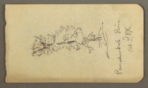 Disegno, Albero di pino, 1878 da Frederic Edwin Church