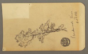 Disegno, Pine Tree, 3 ottobre 1878 da Frederic Edwin Church