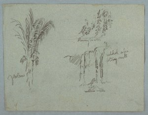 Disegno, Studi di piante dal Rio Magdalena, Colombia, 1853, probabilmente maggio da Frederic Edwin Church