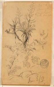 Disegno, Studio di piante e alberi, 2 giugno 1857