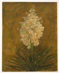 Disegno, pianta in fiore, agosto 1865 da Frederic Edwin Church