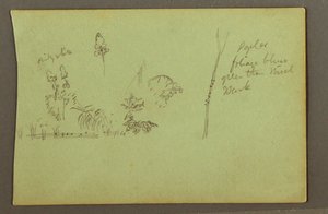 Disegno, Studi di piante, forse 1856 da Frederic Edwin Church