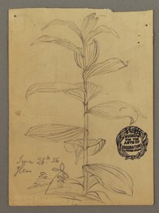 Disegno, studio di una pianta, 26 giugno 1856