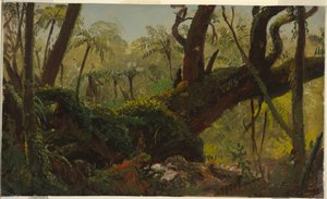 Disegno, Foresta pluviale, Giamaica, Indie Occidentali, aprile-agosto 1865 da Frederic Edwin Church