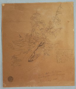 Disegno, Albero robusto presso la Banca canadese sotto le cascate del Niagara, settembre 1856 da Frederic Edwin Church
