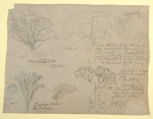 Disegno, serie di studi botanici tra cui un alligatore e un albero mostruoso, visti dal Rio Magdalena, Colombia, 1853 da Frederic Edwin Church