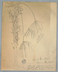 Disegno, palma a ventaglio piccola, Giamaica, 14 giugno 1865