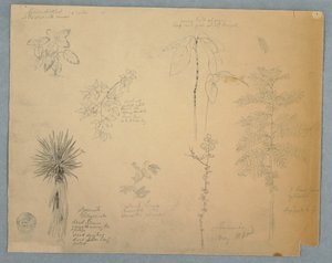 Disegno, Baionetta spagnola con albero e altri cinque studi di piante, Giamaica, maggio 1865