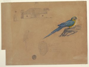 Disegno, Studi da Guaccamaya, Bogotà, Colombia, giugno-luglio 1853 da Frederic Edwin Church