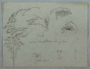 Disegno, Studi dal Rio Magdalena, Colombia:  Cime di alberi, uccello bianco volante, viti e tre piante in fiore, 1853, probabilmente maggio da Frederic Edwin Church