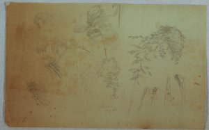 Disegno, Studi di cime di alberi e bambù, Giamaica, agosto 1865 da Frederic Edwin Church