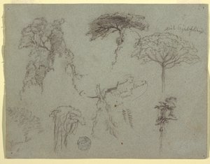 Disegno, Studi di alberi, Ecuador, 1853
