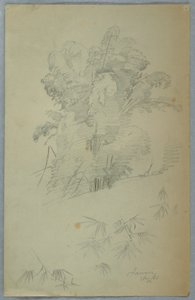 Disegno, Studi di alberi e rami, Giamaica, agosto 1865