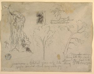 Disegno, Studi di alberi e piante visti dal Rio Magdalena, Colombia, 1853 da Frederic Edwin Church