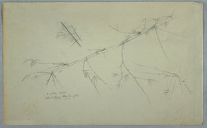 Disegno, Studio di bambù, Giamaica, maggio-agosto 1865 da Frederic Edwin Church