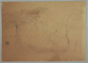Disegno, Studio di due alberi e tre piante, vicino a Jorje, Ecuador, 23 luglio 1857