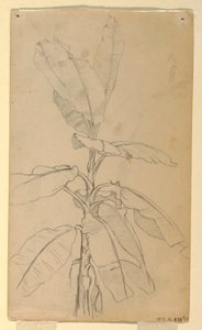 Disegno, Studio di una pianta a foglia lunga, maggio e giugno 1857 da Frederic Edwin Church