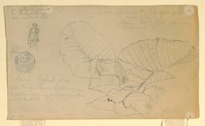 Disegno, Studio di un uomo; Studio di, forse giugno 1857