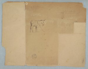 Disegno, un asino legato e un tipo di recinzione, Sud America, 1853