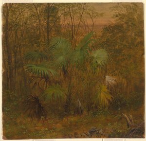 Disegno, Palma di paglia, Giamaica, maggio 1865 da Frederic Edwin Church