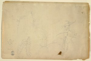 Disegno, Spine e Cardi, luglio 1844 da Frederic Edwin Church