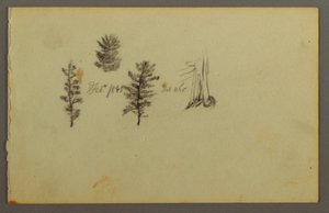 Disegno, Tre sempreverdi, 1845 da Frederic Edwin Church