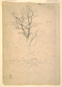 Disegno, Albero, settembre 1844 da Frederic Edwin Church